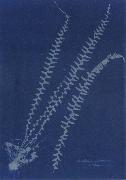 Anna Atkins Asplenium ebeneum oil on canvas